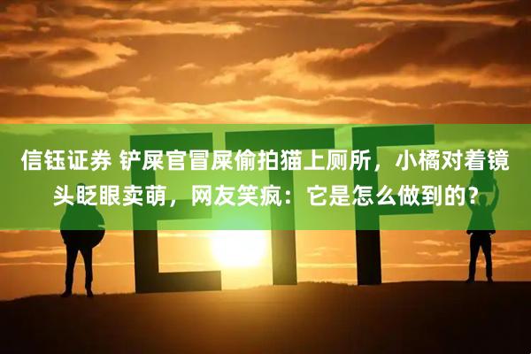 信钰证券 铲屎官冒屎偷拍猫上厕所，小橘对着镜头眨眼卖萌，网友笑疯：它是怎么做到的？